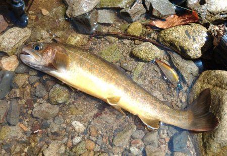 雪の残る渓流でルアーフィッシング ～長良川水系～